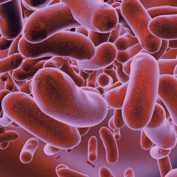 Microbiota intestinale